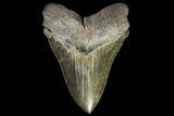 Serrated, Fossil Chubutensis Tooth - Megalodon Ancestor #142366-2